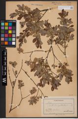 Foto von Salix aurita L. x Salix myrtilloides L.